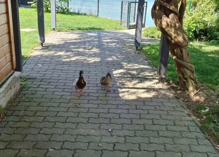 Topsenec-lakeside Senec